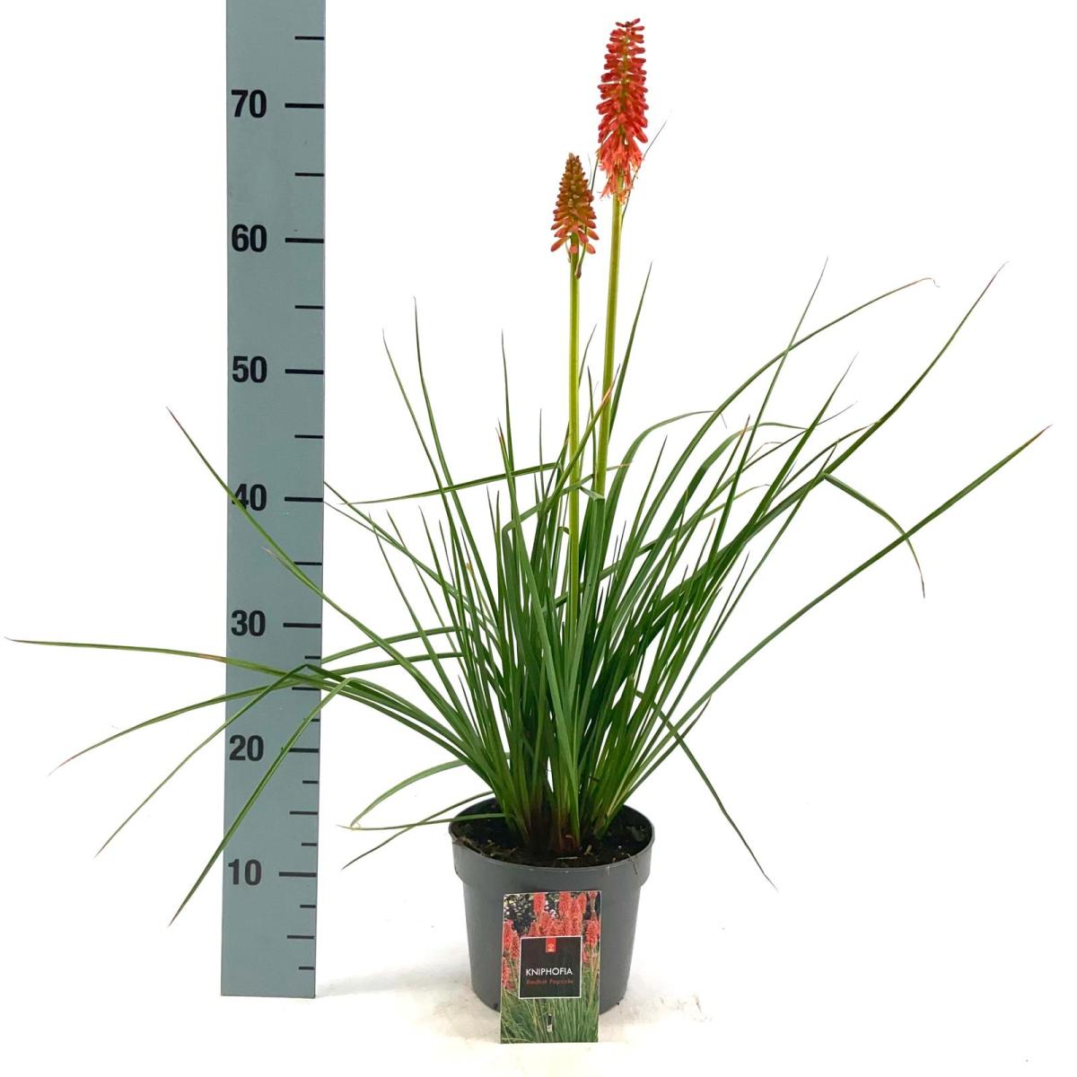 Kniphofia 'Redhot Popsicle'