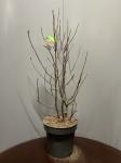 Magnolia soulangeana