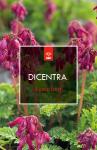 Dicentra formosa 'Luxuriant'