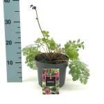 Dicentra formosa 'Luxuriant'
