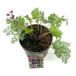 Dicentra formosa 'Luxuriant'