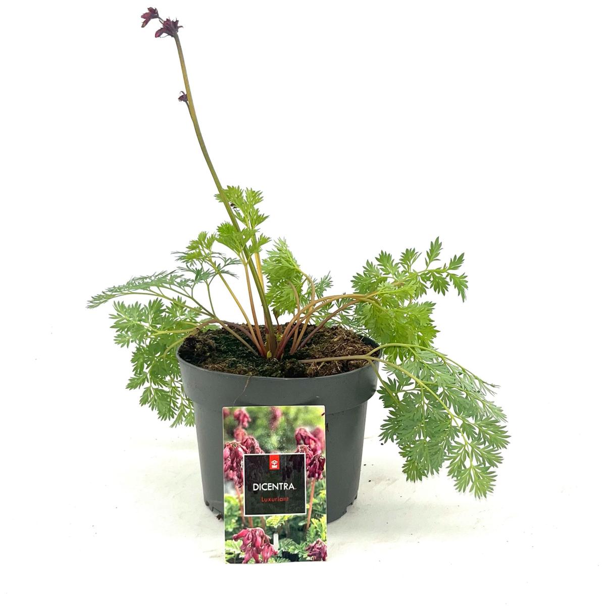 Dicentra formosa 'Luxuriant'