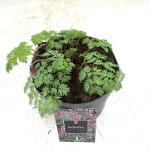 Dicentra 'Pink Diamonds'