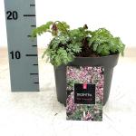 Dicentra 'Pink Diamonds'