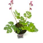 Dicentra 'Pink Diamonds'