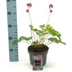 Dicentra 'Pink Diamonds'
