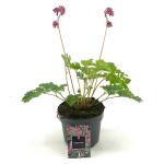 Dicentra 'Pink Diamonds'