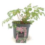 Dicentra 'Pink Diamonds'