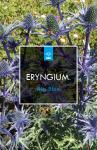 Eryngium zabelii 'Big Blue'