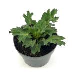Eryngium zabelii 'Big Blue'