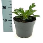 Eryngium zabelii 'Big Blue'