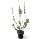 Malus 'Evereste'