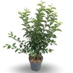 Malus 'Evereste'