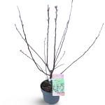 Malus toringo 'Scarlett'