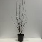 Prunus cer. 'Nigra'
