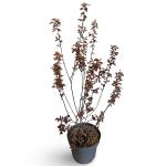 Prunus cer. 'Nigra'
