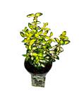 Euonymus fort. Blondy