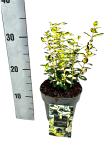 Euonymus fort. Blondy