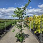 Viburnum plic. Kilimandjaro