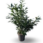 Prunus l. 'Herbergii'