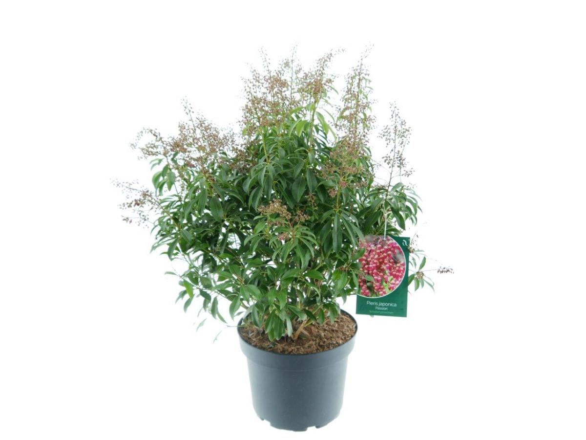 Pieris jap. 'Passion'