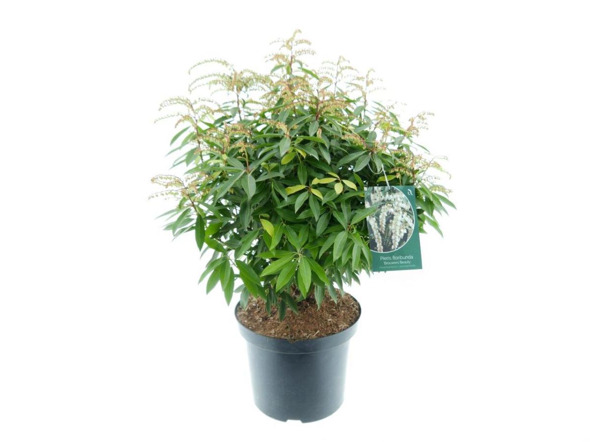 Pieris 'Brouwer's Beauty'