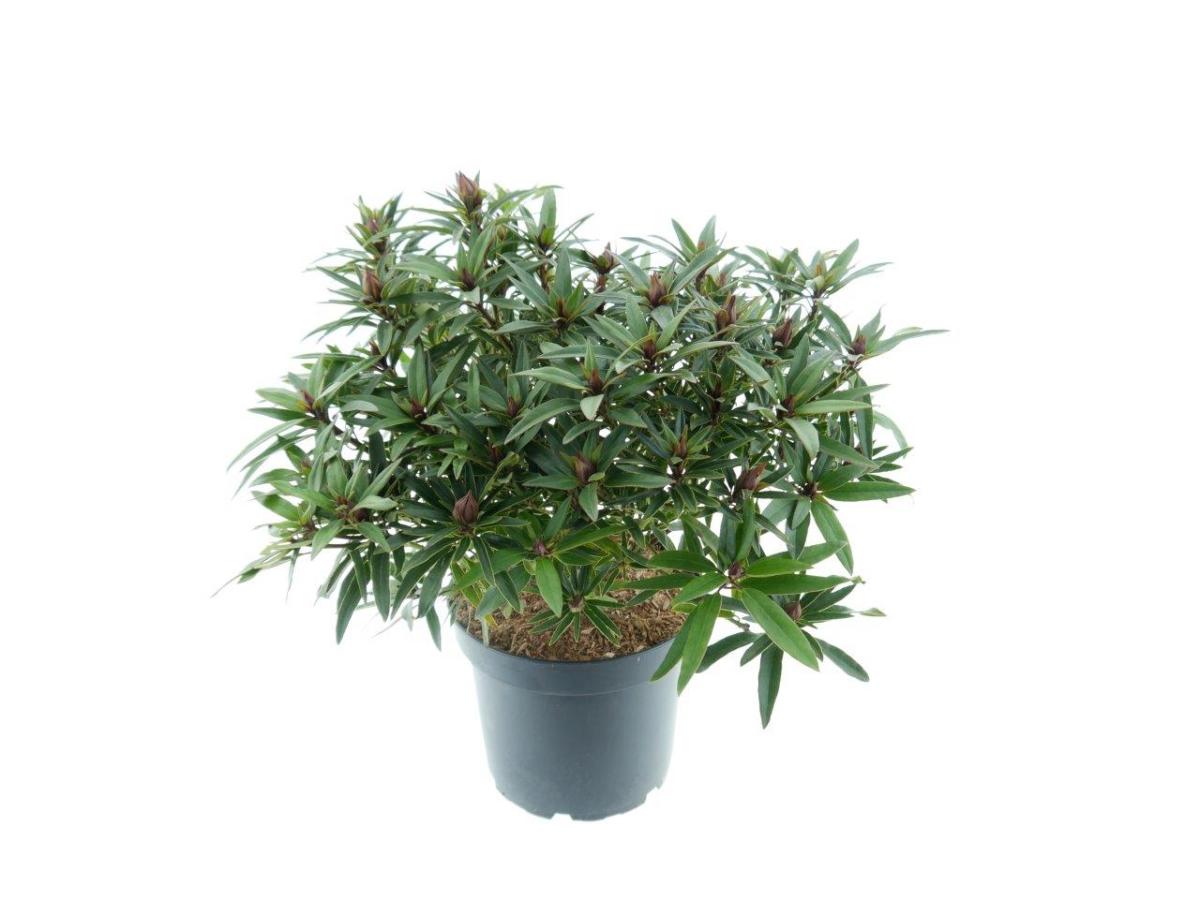 Rhododendron (AP) 'Graziella'