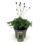 Sanguisorba o. 'Tanna'