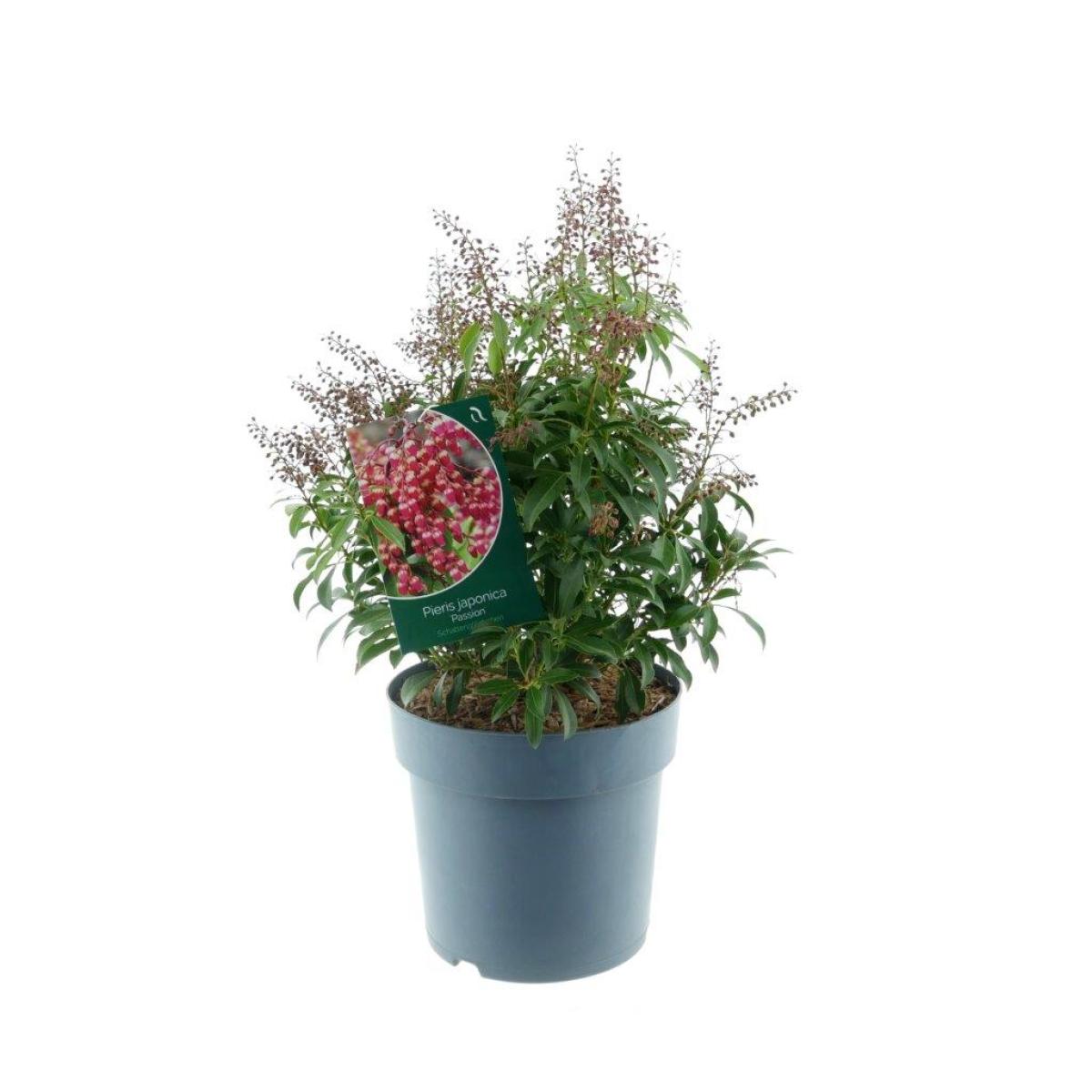 Pieris jap. 'Passion'