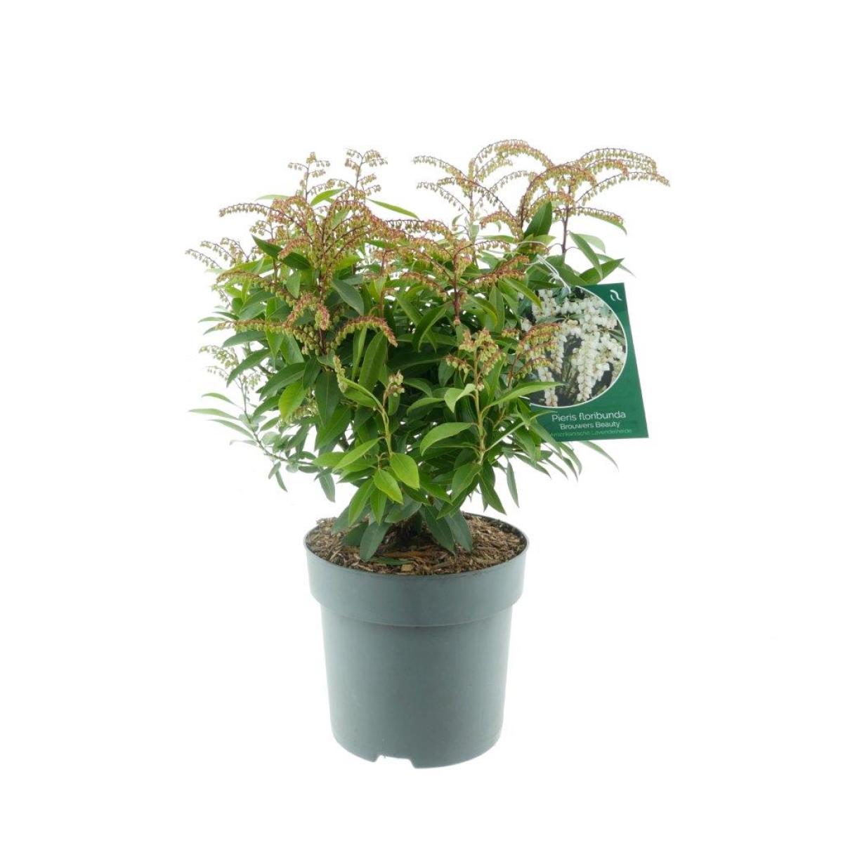 Pieris 'Brouwer's Beauty'