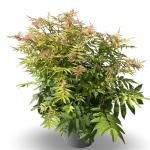 Sorbaria sorbif. 'Sem'