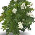 Sorbaria sorbif. 'Sem'