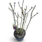 Syringa v. 'Charles Joly'