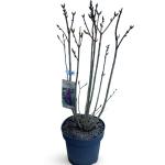 Syringa v. 'Charles Joly'