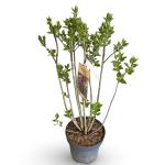 Syringa v. 'Charles Joly'