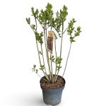 Syringa v. 'Charles Joly'