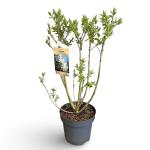 Syringa v. 'Mme Lemoine'