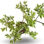Syringa v. 'Mme Lemoine'