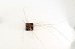 Carex buchananii
