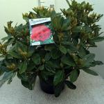 Rhododendron 'Red Jack'