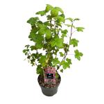 Ribes sang. 'King Edward VII'