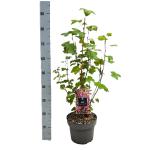 Ribes sang. 'King Edward VII'