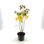 Cercis canadensis