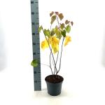 Cercis canadensis