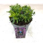 Aster 'Wood's Purple'