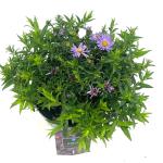 Aster 'Wood's Purple'
