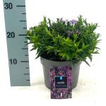 Aster 'Wood's Purple'