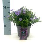 Aster 'Wood's Purple'