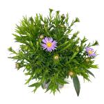 Aster 'Wood's Purple'