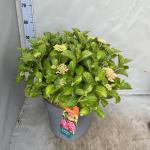 Hydrangea m. 'Alpengl&uuml;hen', rood